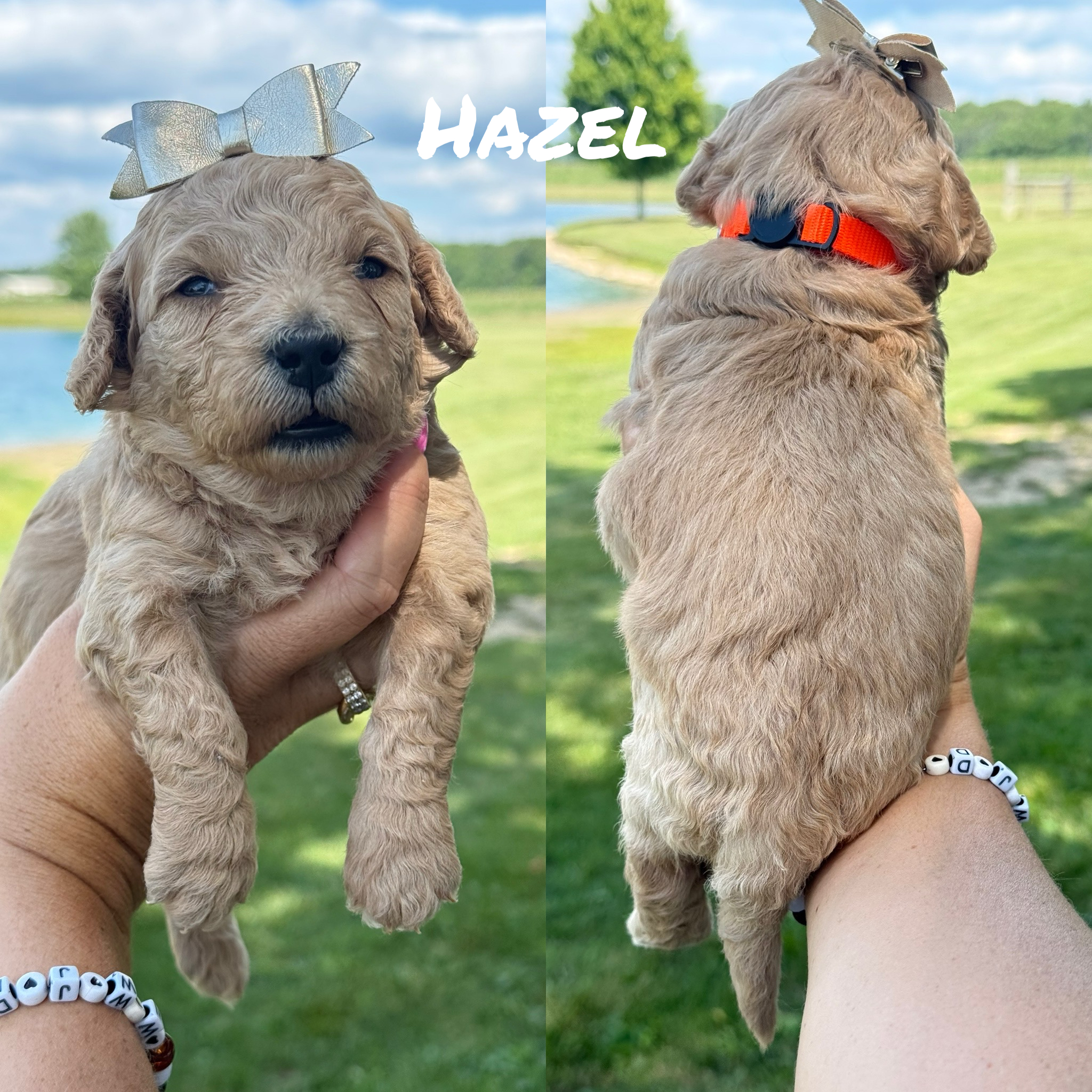 Hazel (Orange Collar)  1